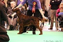 Crufts2011_2 157